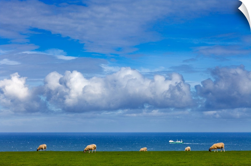 Sheep grazing on the north yorkshire and cleveland heritage coast, behind is the north sea with a passing ship. England.