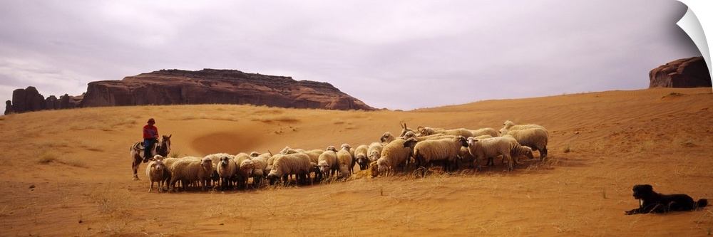 Shepherd herding a flock of sheep, Monument Valley Tribal Park