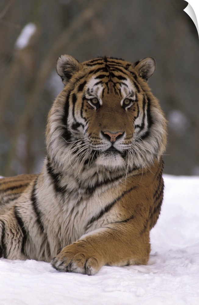 Siberian Tiger in the Snow