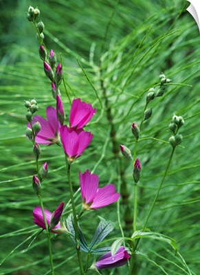 Sidalcea Flowers Blooming With Equisetum Grass