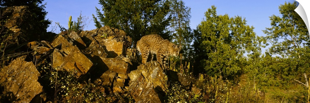 Side profile of a bobcat standing on a rock, Flathead National Forest, US Glacier National Park, Montana, (Lynx rufus)