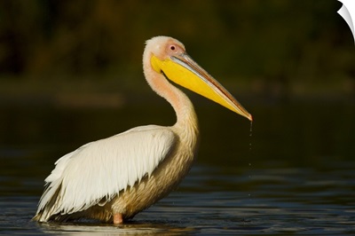 Side profile of a Great White Pelican (Pelecanus Onocrotalus) standing in water, Lake Naivasha, Kenya