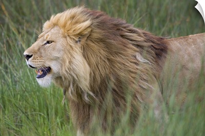Side profile of a lion in a forest, Ngorongoro Conservation Area, Tanzania (panthera leo)