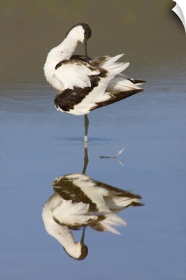 Side profile of an avocet standing in a lake, Ngorongoro Crater, Ngorongoro Conservation Area, Tanzania