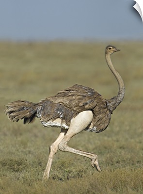 Side profile of an Ostrich running in a field, Ngorongoro Conservation Area, Arusha Region, Tanzania (Struthio camelus)