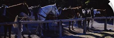 Side profile of five horses, US Glacier National Park, Montana