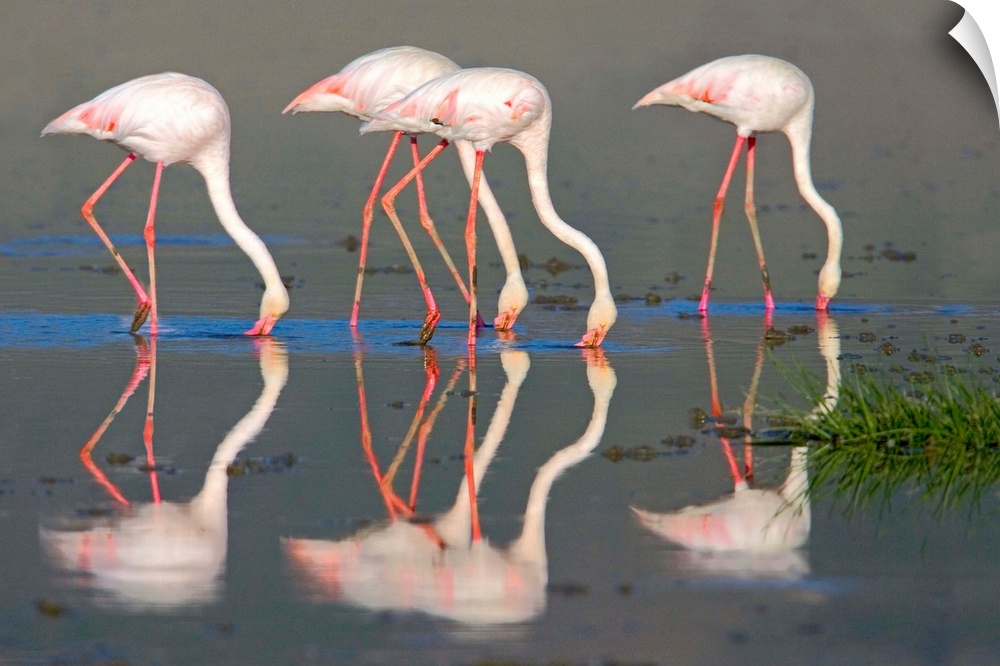 Side profile of four Greater flamingos, Ngorongoro Conservation Area, Arusha Region, Tanzania (Phoenicopterus ruber)
