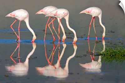 Side profile of four Greater flamingos, Ngorongoro Conservation Area, Arusha Region, Tanzania (Phoenicopterus ruber)