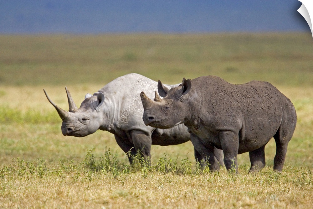 Side profile of two Black rhinoceroses standing in a field, Ngorongoro Crater, Ngorongoro Conservation Area, Tanzania (Dic...