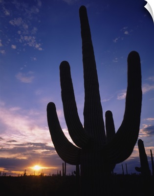 Silhouette of a cactus, Four Peaks Wilderness Area, Sonoran Desert, Tonto National Forest, Maricopa County, Arizona