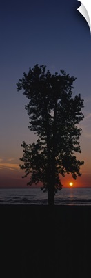 Silhouette of a cotton wood tree at sunrise, Lake Erie, Michigan