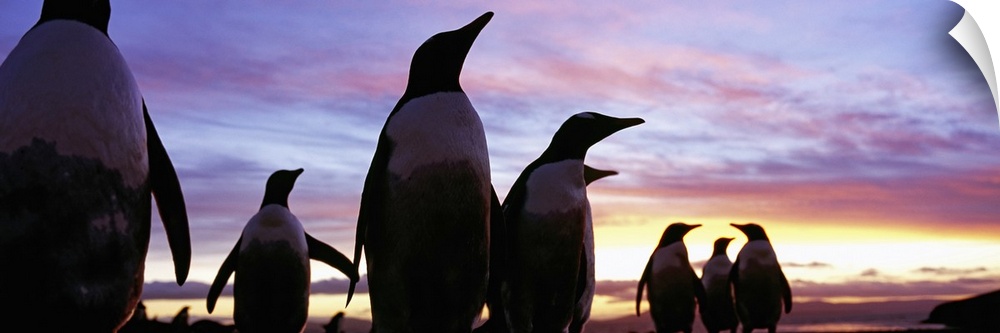 Silhouette of a group of Gentoo penguins, Falkland Islands (Pygoscelis papua)