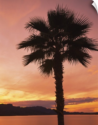 Silhouette of a palm tree, Havasu Lake, Havasu City, Mohave County, Arizona