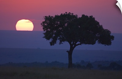 Silhouette of a tree at dawn, Masai Mara National Reserve, Kenya