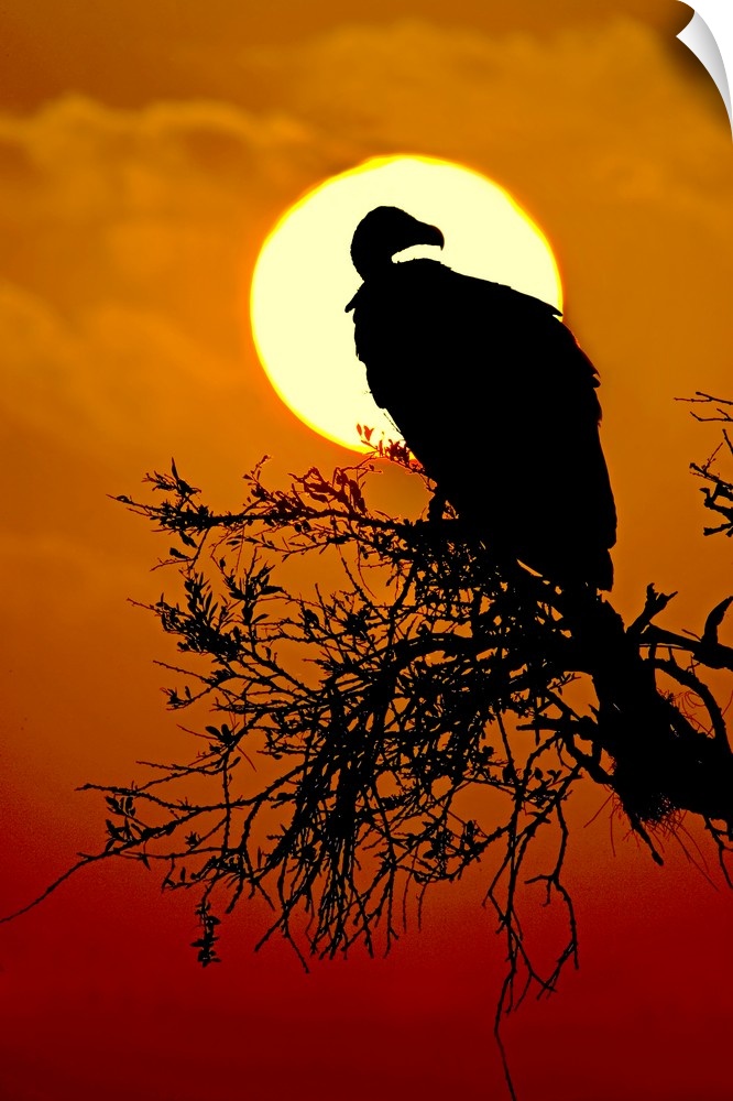 Silhouette of a Vulture perching on a tree, Masai Mara National Reserve, Kenya