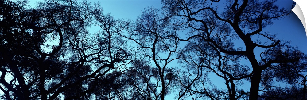 Silhouette of an Oak tree, Oakland, California