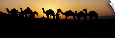 Silhouette of camels in a desert, Pushkar Camel Fair, Pushkar, Rajasthan, India