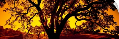 Silhouette of Coast Live Oak trees (Quercus agrifolia), California