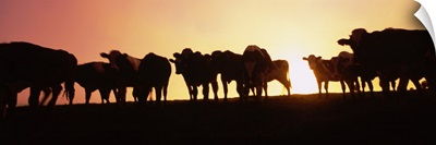 Silhouette of cows at sunset, Point Reyes National Seashore, California