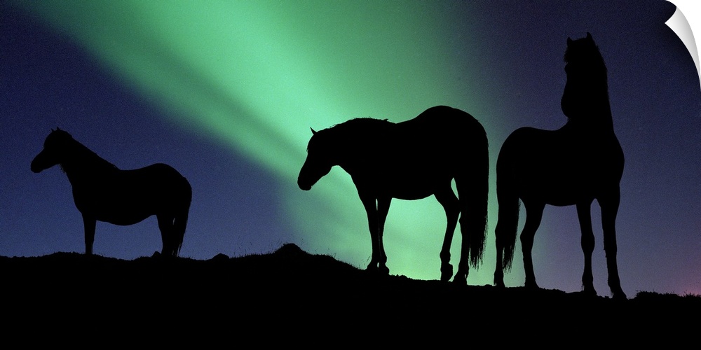 Large, horizontal photograph of the silhouettes of three horses standing on a hill, in front of the Northern Lights in the...