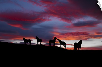 Silhouette of horses at night Iceland