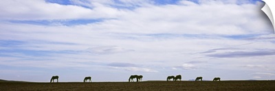 Silhouette of horses in a field, Montana