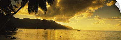 Silhouette of palm trees at dusk, Cooks Bay, Moorea, French Polynesia