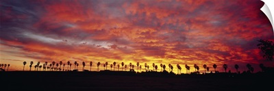 Silhouette of palm trees at sunrise, San Diego, San Diego County, California
