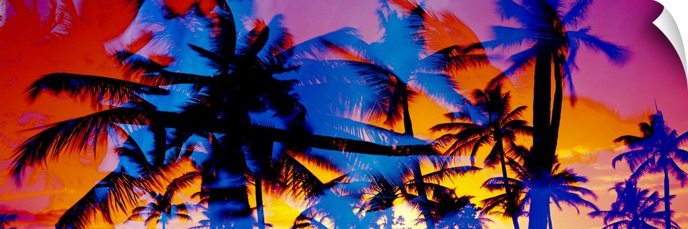Composite photo of several colored silhouettes of palm trees overlaid on each other, creating a colorful splash effect.