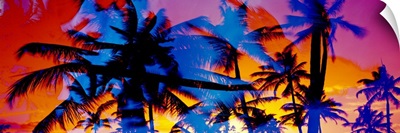 Silhouette of palm trees at sunset, Ko Olina, Oahu, Hawaii