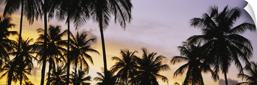A decorative wall accent of tropical trees photographed a twilight on a panoramic shaped canvas.