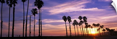 Silhouette of palm trees at sunset, Santa Barbara, California