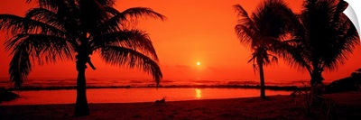 Silhouette of palm trees on the beach at dusk Lydgate Park Kauai Hawaii