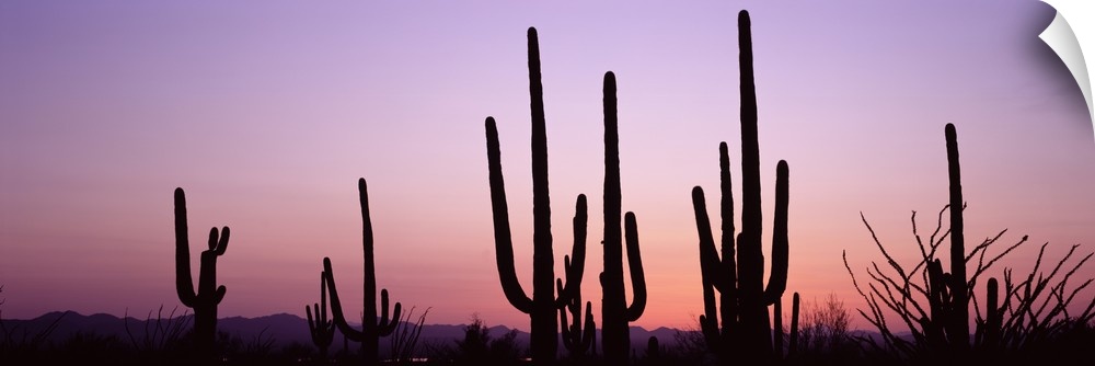 Several organ pipe cactuses contrast with the pastel colored twilight sky in this panoramic, landscape photograph.