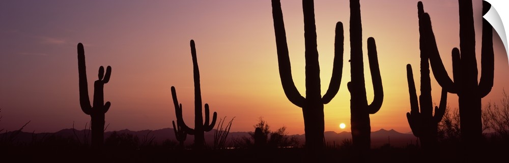 Panoramic photo print of cactus plants in the desert silhouetted against a setting sun.