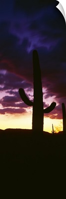 Silhouette of saguaro cactus at sunset, Organ Pipe Cactus National Monument, Arizona