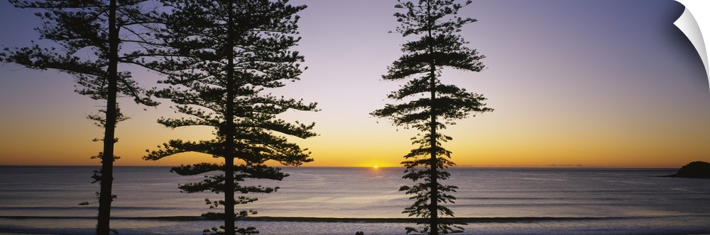 Panoramic canvas of the silhouette of trees against a sunrise on the water.