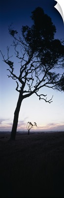 Silhouette of trees at dusk, Western Australia, Australia