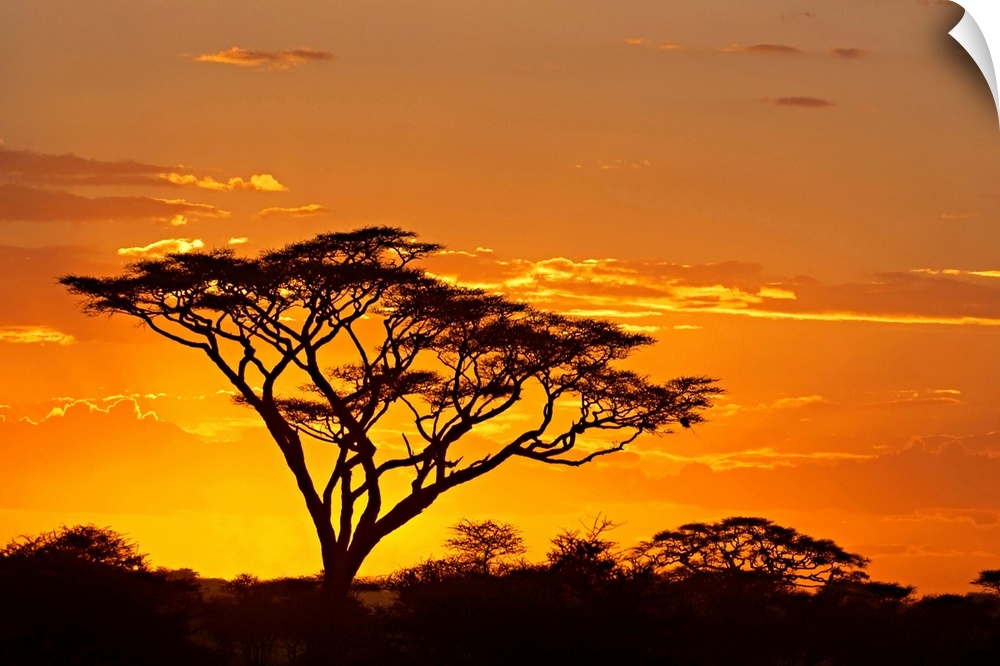 A dark tree stands out from the African savannah as the sun sets behind it and outlines the clouds in the sky.