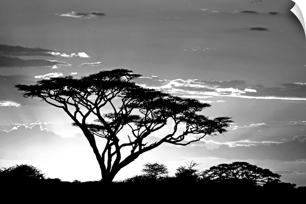 This landscape photograph shows one savannah tree growing taller than the others and reaching towards the sky at sunset.