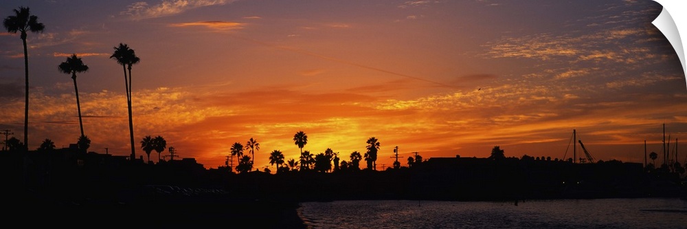 Silhouette of trees on the beach, Newport Beach, California