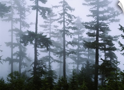 Silhouette of trees with fog in the forest, Douglas Fir, Hemlock Tree, Olympic Mountains, Olympic National Park, Washington State