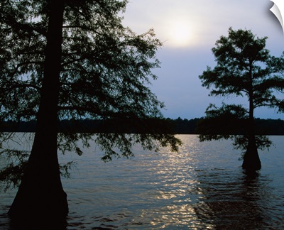 Silhouetted bald cypress trees (Taxodium distichum) in Lake Bolivar, Mississippi