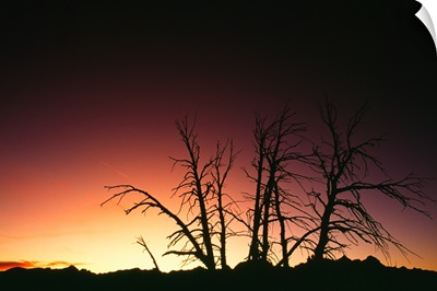 Silhouetted bare trees, sunset.