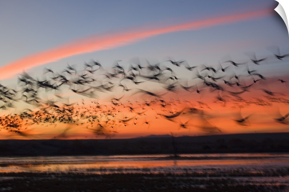 Photograph of large flock of birds flying over march at sunset.