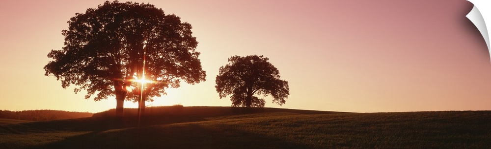 Large trees stand in an open field and are silhouetted by the sunset just behind them.