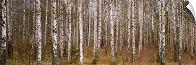Silver birch trees in a forest, Narke, Sweden