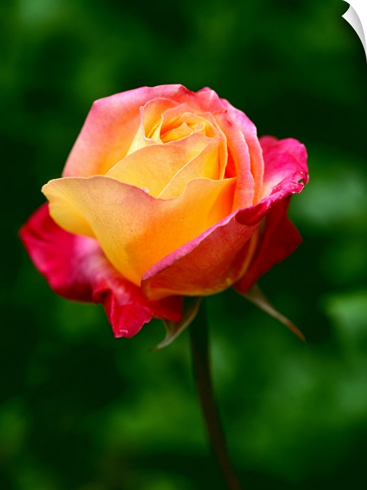 Macro photograph of a blooming rose against a blurred background.