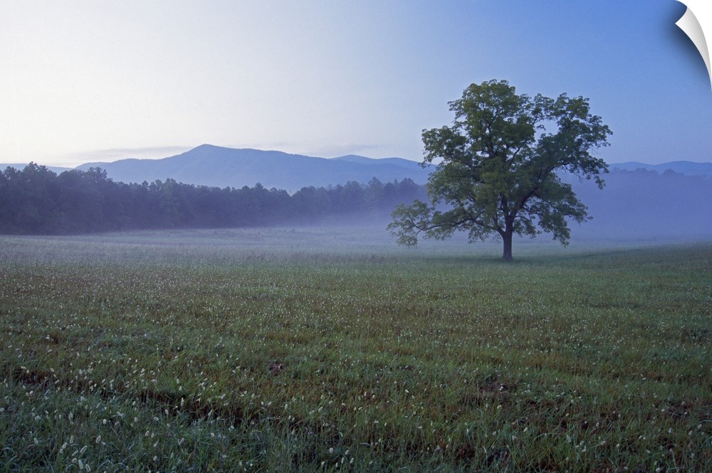 Single tree in green pasture at Cades Cove, distant Smoky Mountains in mist, Smoky Mountains National Park, Tennessee