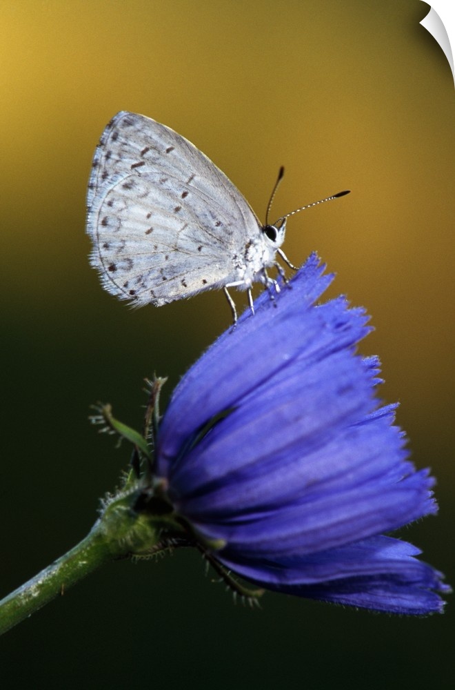 A flower is photographed closely with a white moth perched on it.